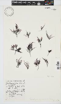 Phyllymenia capensis image