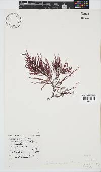 Phyllymenia capensis image