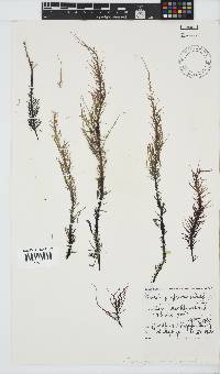 Phyllymenia capensis image