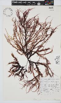 Phyllymenia capensis image