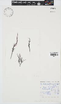 Phyllymenia capensis image