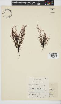 Phyllymenia capensis image
