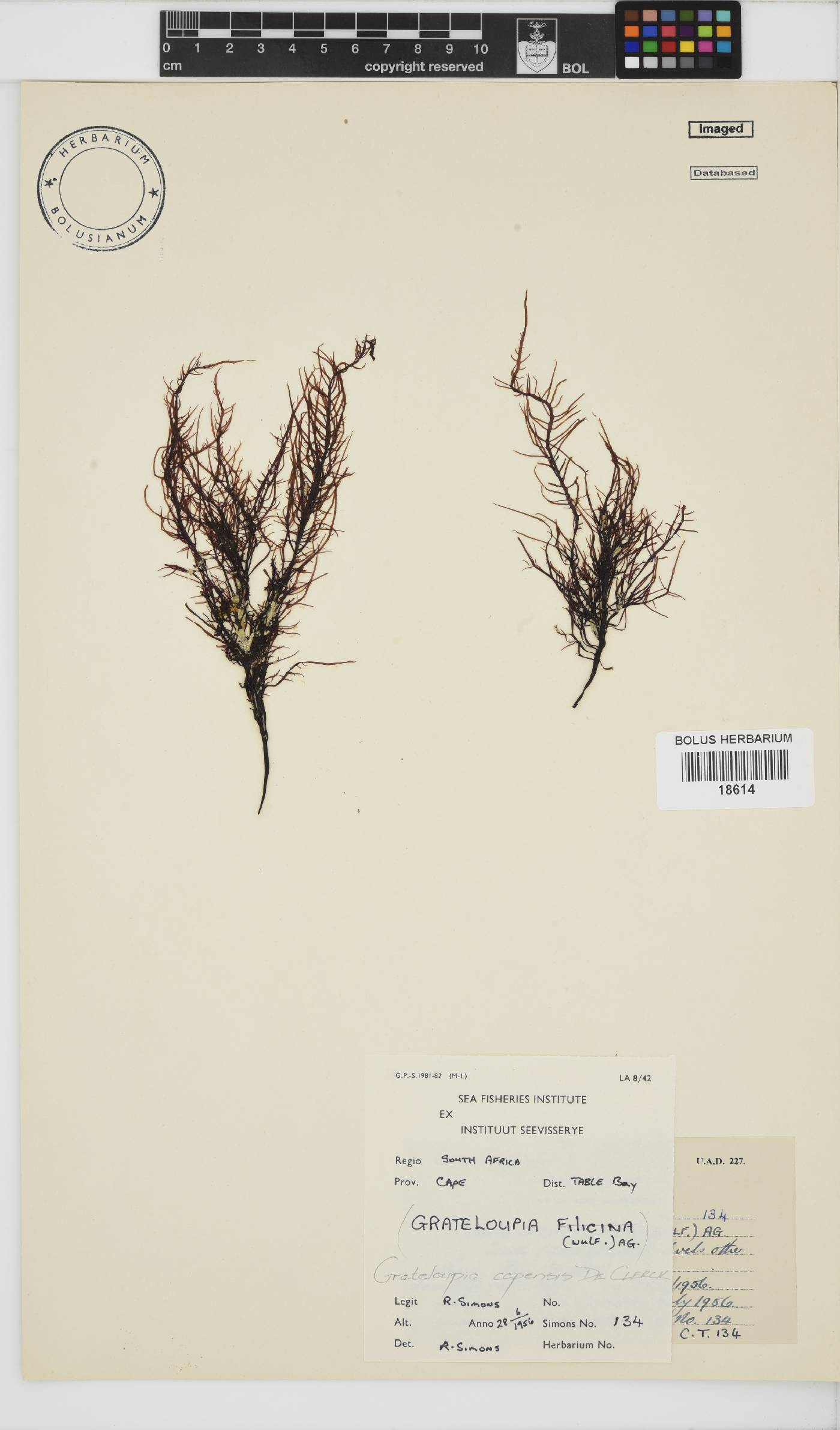Phyllymenia capensis image