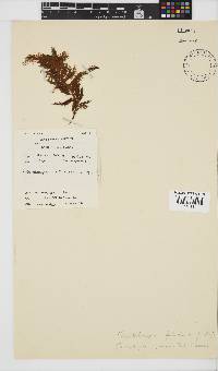 Phyllymenia capensis image
