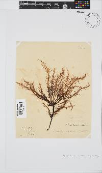 Phyllymenia capensis image