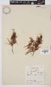 Phyllymenia capensis image