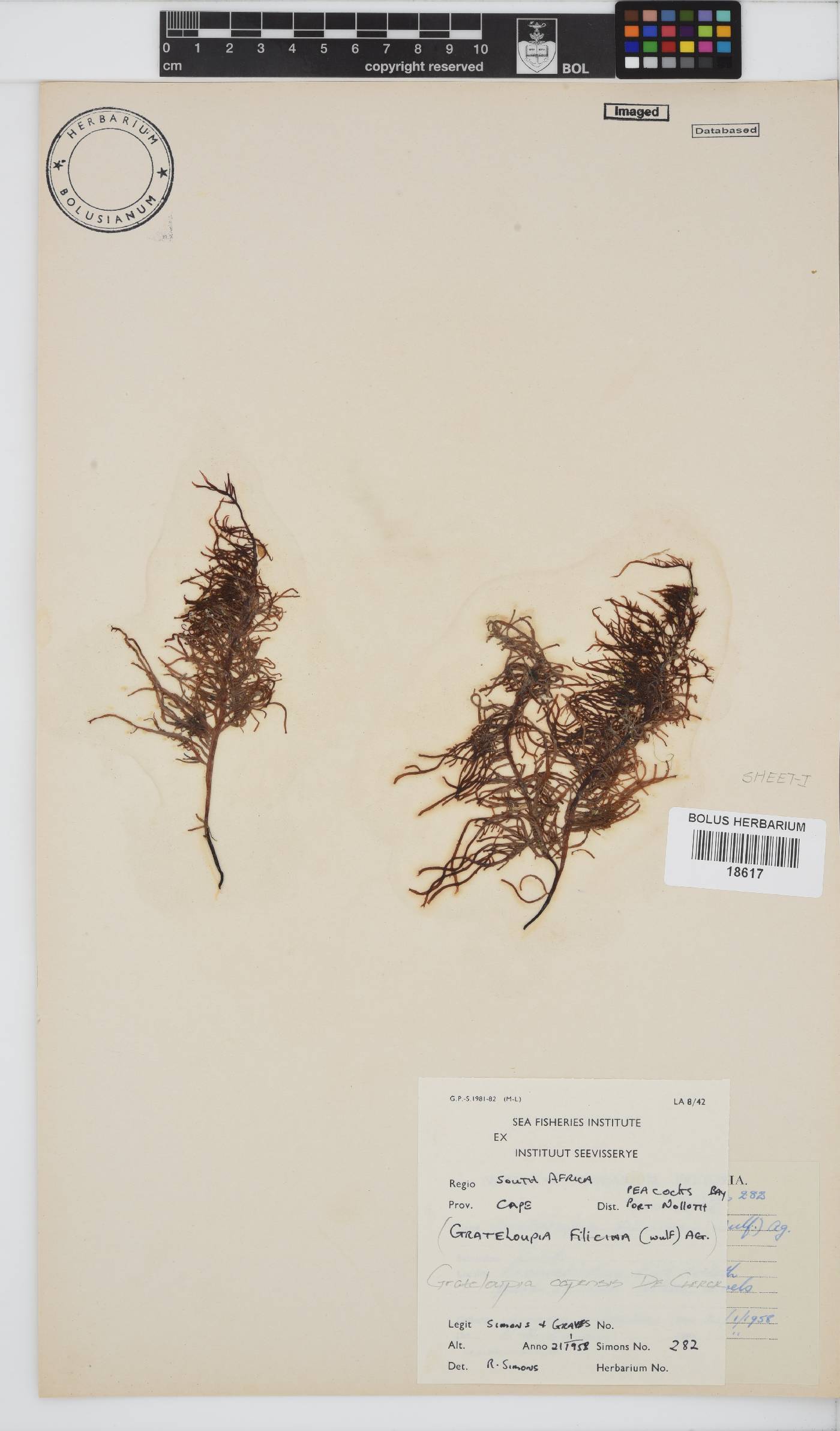 Phyllymenia capensis image