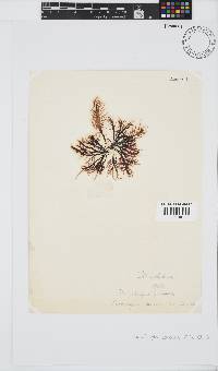 Phyllymenia capensis image