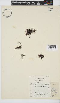 Phyllymenia capensis image