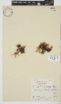 Phyllymenia capensis image