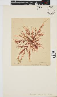 Grateloupia filicina image