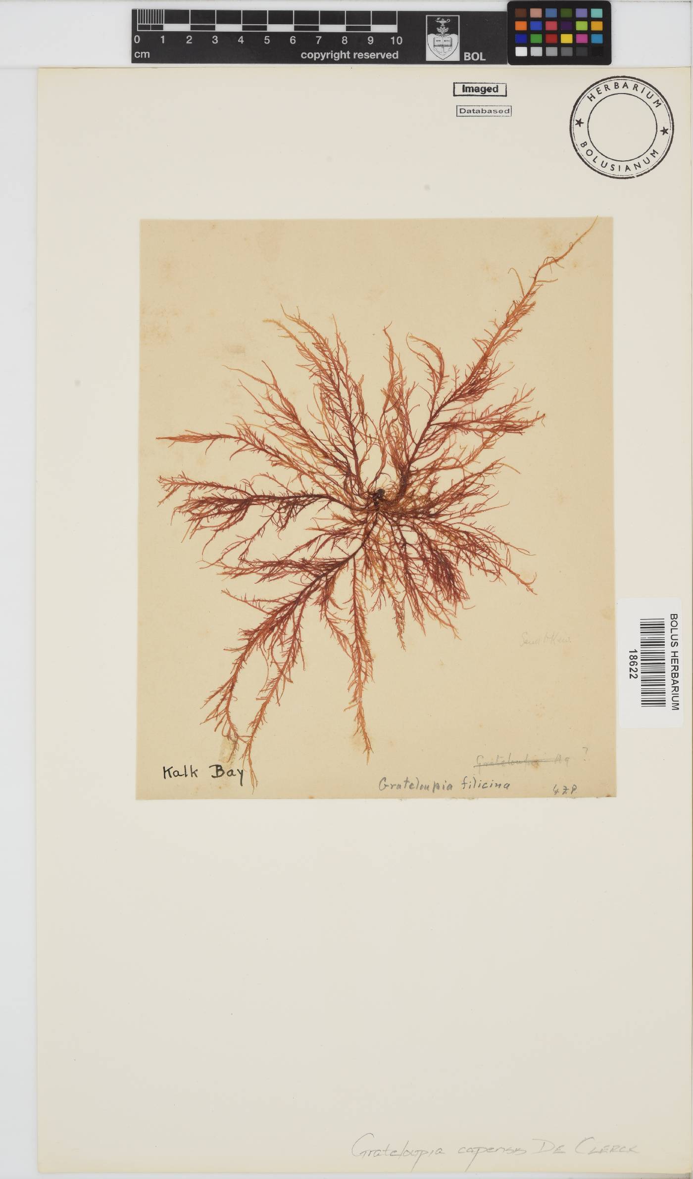 Grateloupia filicina image