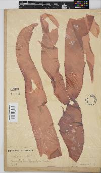 Image of Grateloupia longifolia