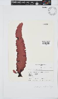 Grateloupia longifolia image