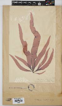 Grateloupia longifolia image
