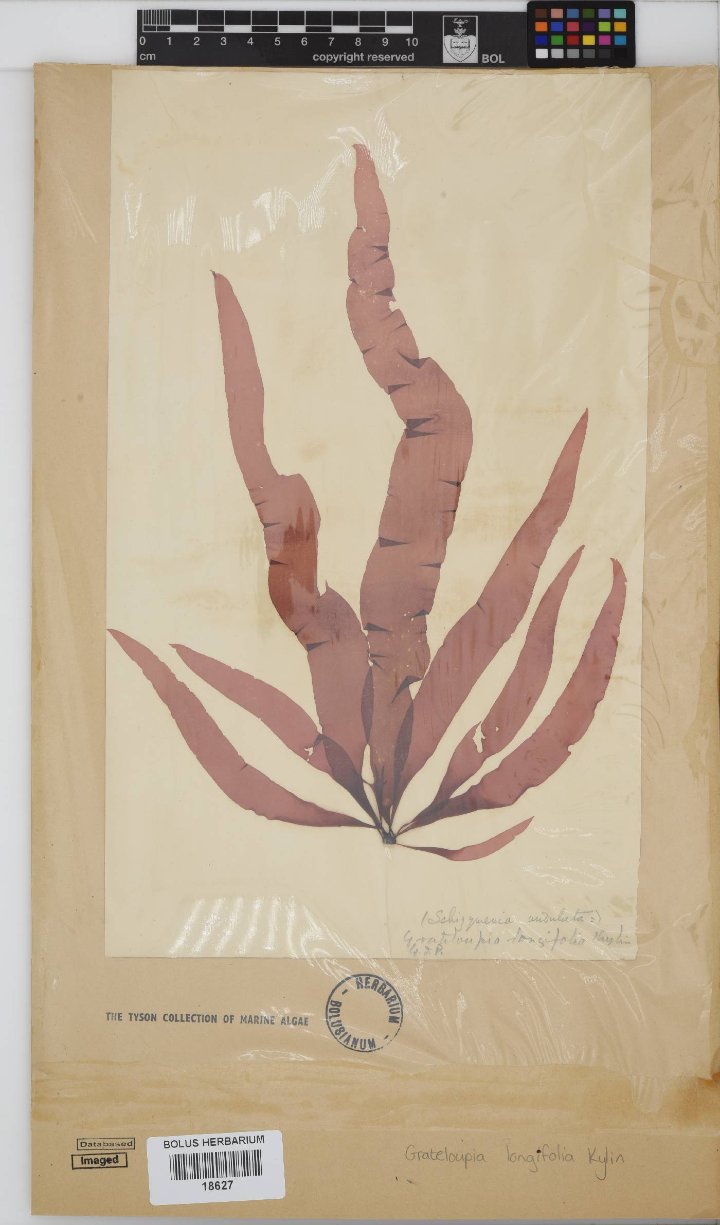 Grateloupia longifolia image