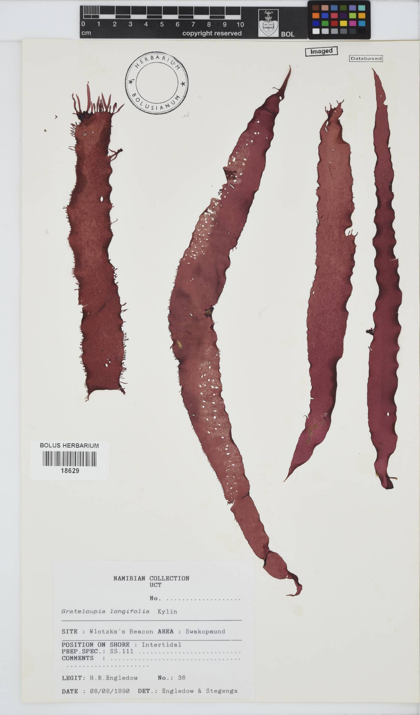 Grateloupia image