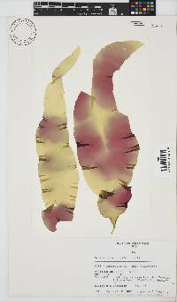 Grateloupia longifolia image