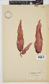 Grateloupia longifolia image