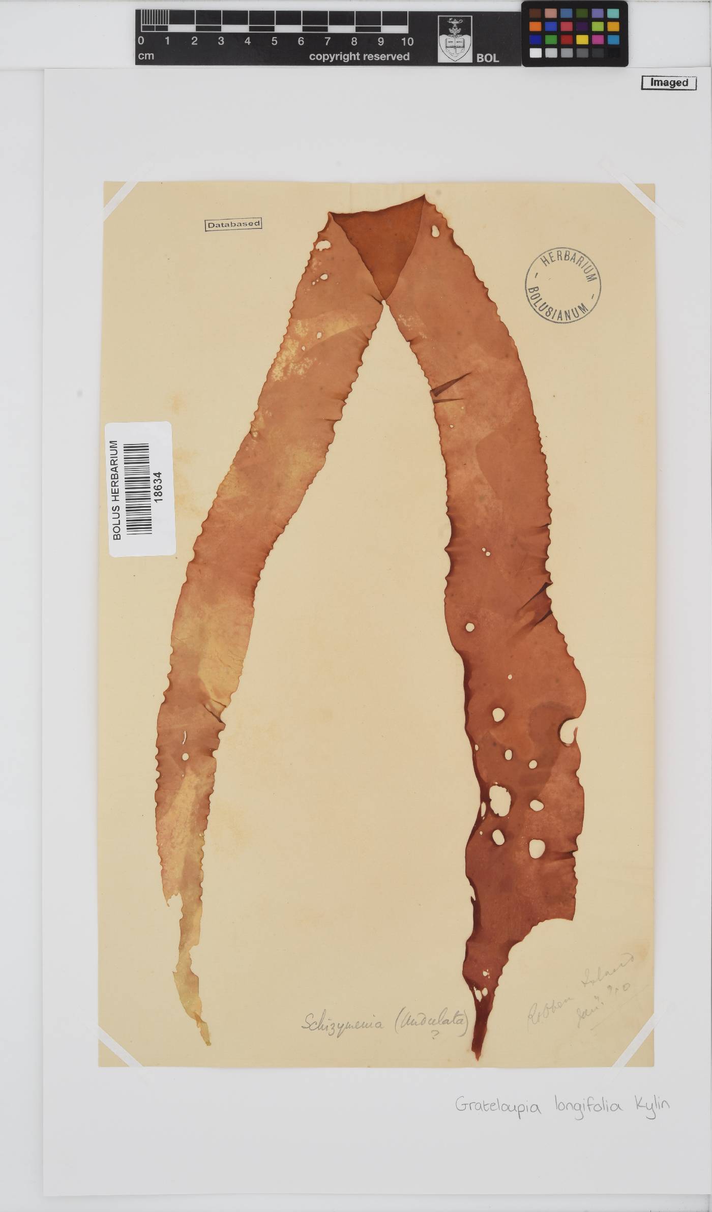 Grateloupia longifolia image