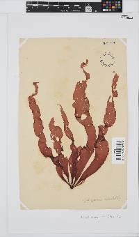 Grateloupia longifolia image