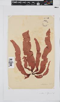 Grateloupia longifolia image