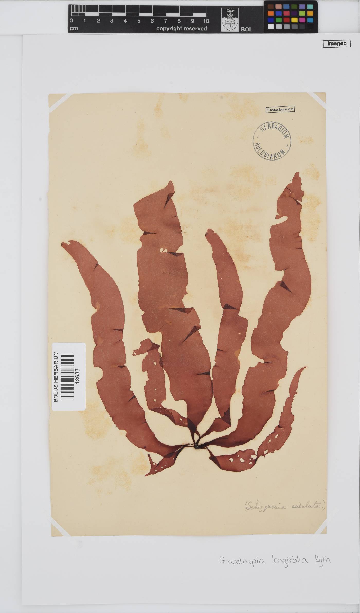 Grateloupia longifolia image