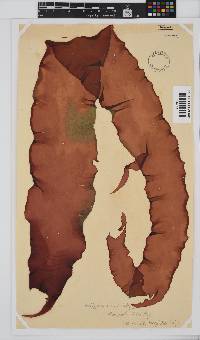 Grateloupia longifolia image