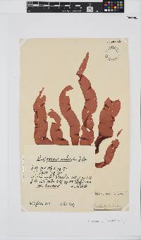 Grateloupia longifolia image