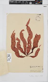 Grateloupia longifolia image
