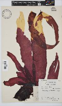 Grateloupia longifolia image