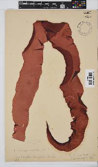 Grateloupia longifolia image