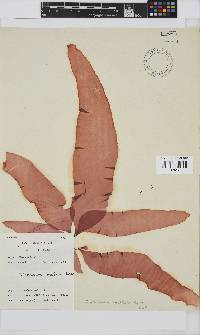 Grateloupia longifolia image