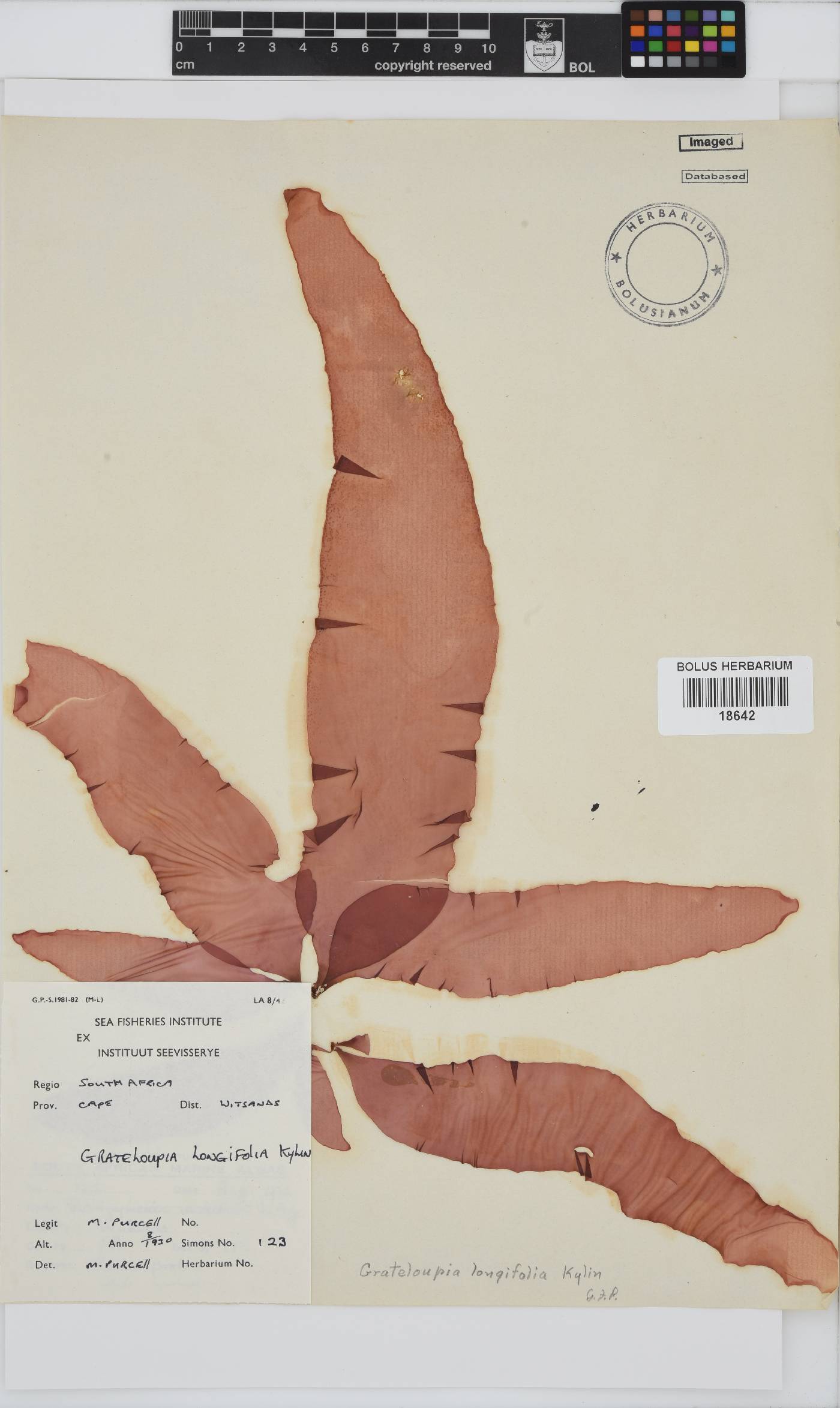 Grateloupia longifolia image
