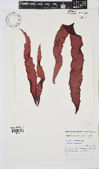 Grateloupia longifolia image