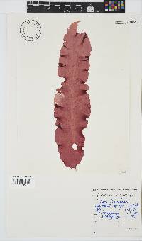 Grateloupia longifolia image