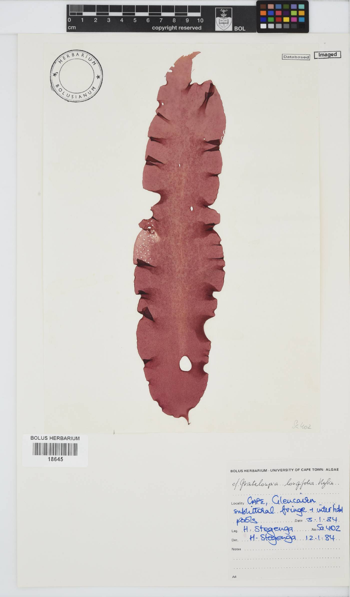 Grateloupia longifolia image