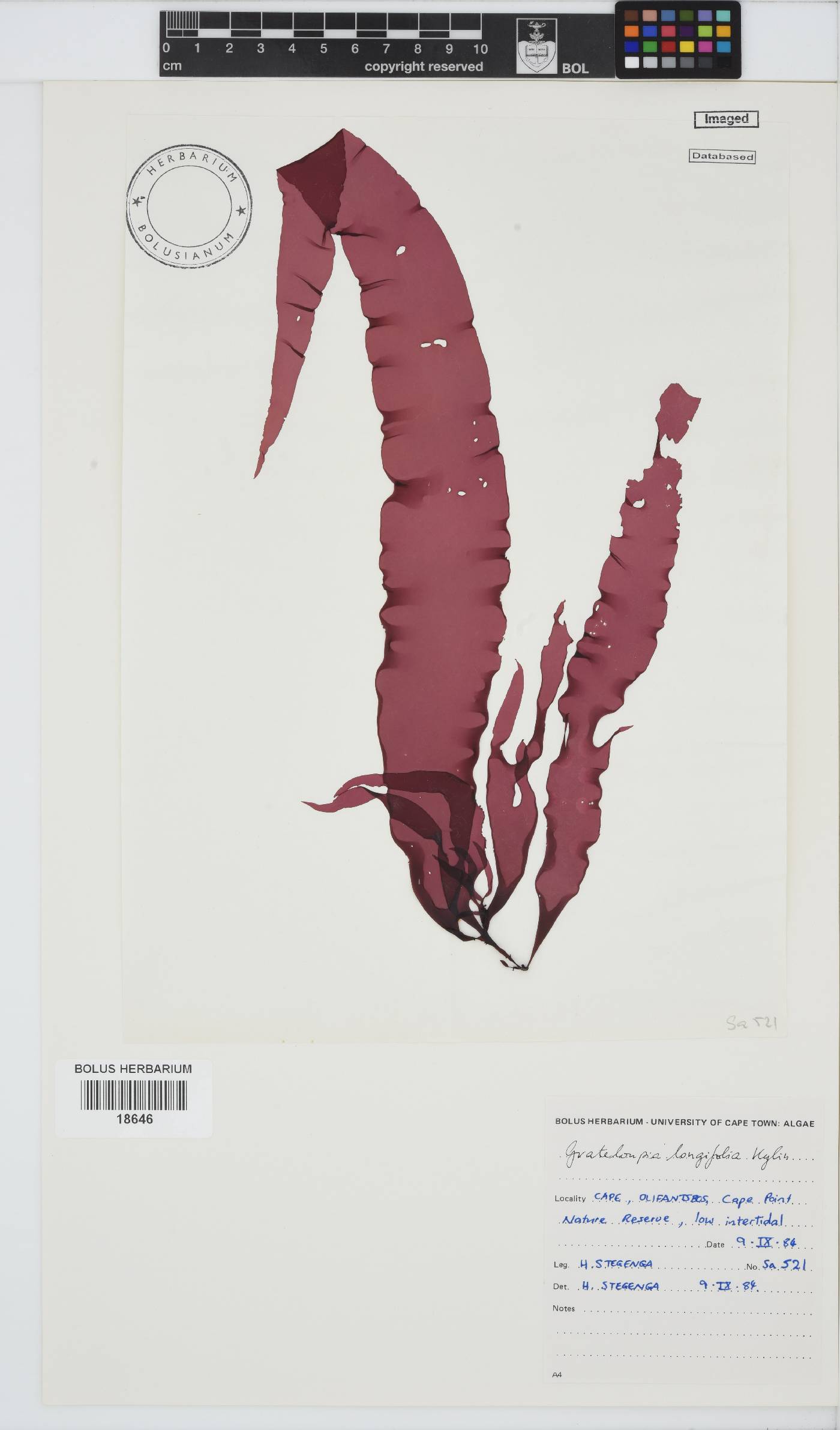 Grateloupia longifolia image