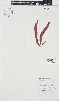 Grateloupia longifolia image
