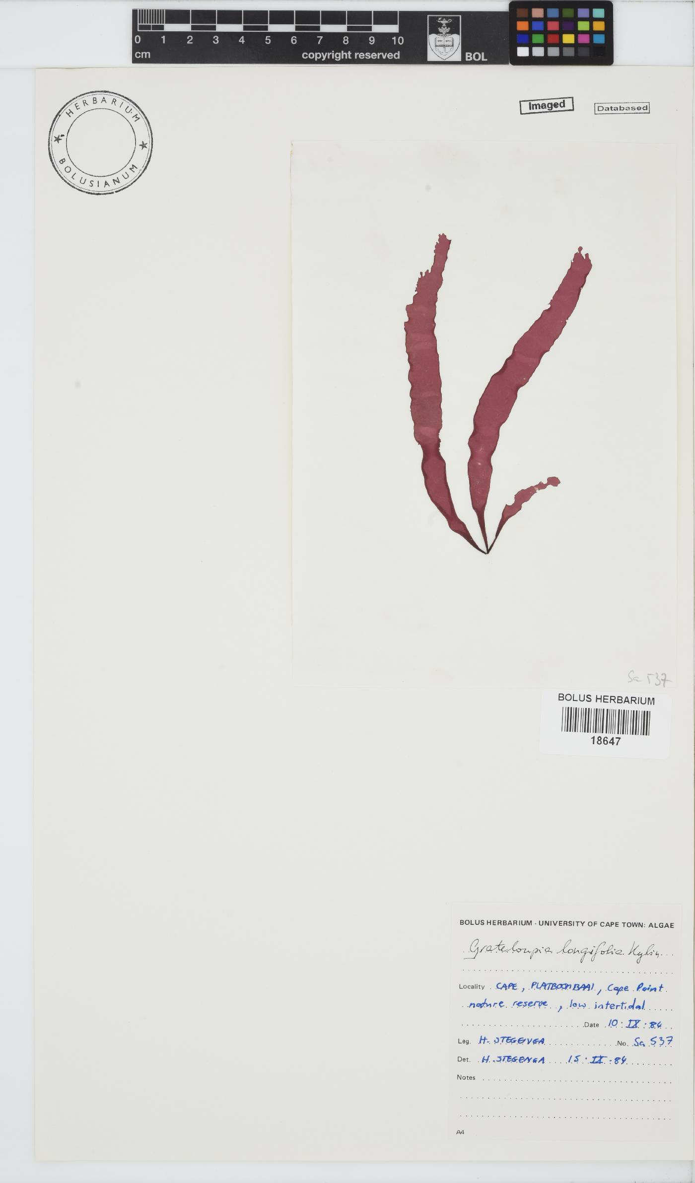 Grateloupia longifolia image