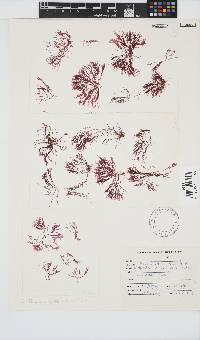 Image of Griffithsia confervoides