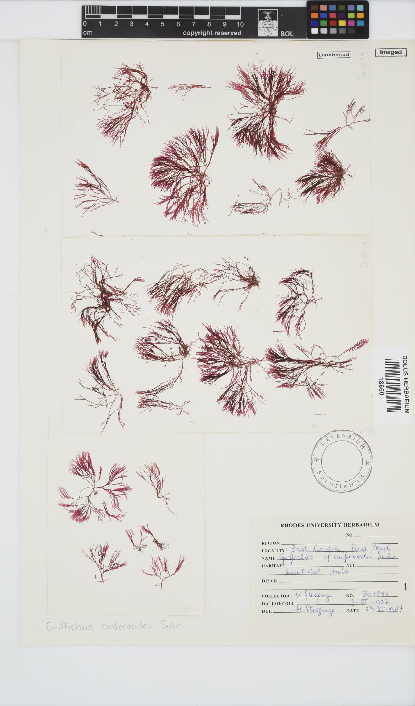 Wrangeliaceae image
