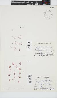 Griffithsia confervoides image