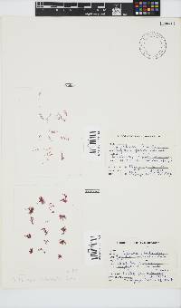Griffithsia confervoides image