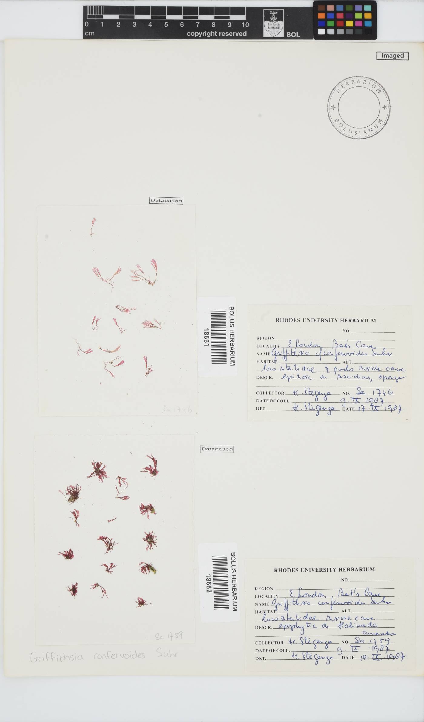 Griffithsia confervoides image