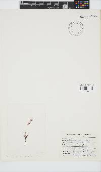 Griffithsia confervoides image