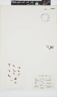 Griffithsia confervoides image