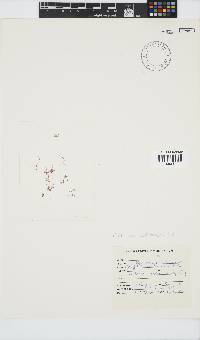 Griffithsia confervoides image