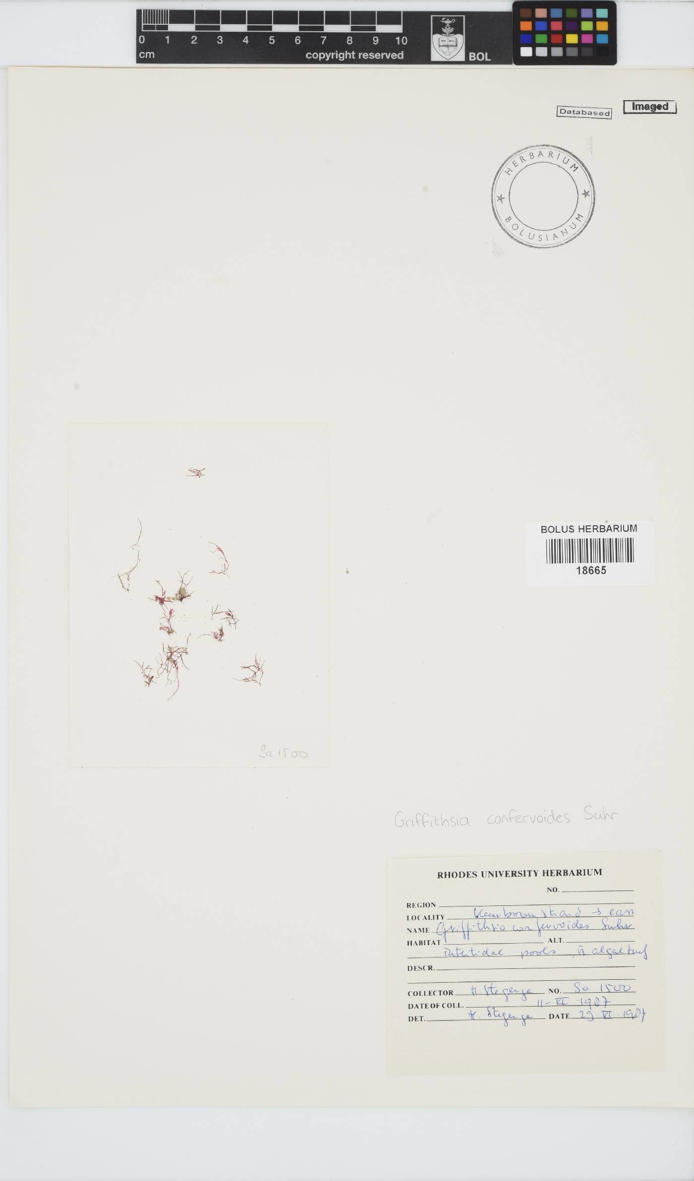 Griffithsia confervoides image