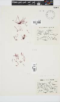 Griffithsia confervoides image